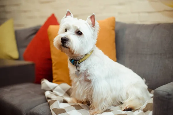 White West Terrier Sits Sofa Plaid Blanket Royalty Free Stock Photos