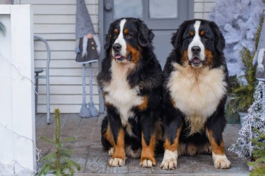 Ahşap bir evin mavi ve beyaz verandasında arka planda iki Bernese Dağ Köpeği