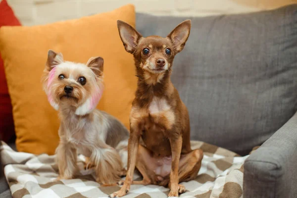 stock image two small terrier dogs are sitting on a sofa on a plaid blanket