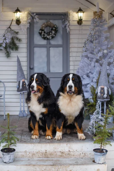 Dwa Psy Górskie Bernese Tle Niebiesko Białej Werandy Drewnianego Domu — Zdjęcie stockowe