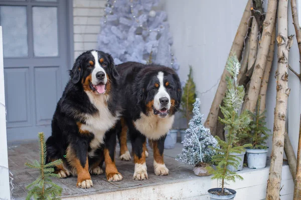 Dwa Psy Górskie Bernese Tle Niebiesko Białej Werandy Drewnianego Domu — Zdjęcie stockowe