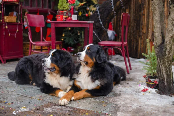 Dois Cães Bernese Cão Montanha Sentado Chão Perto Casa Imagens De Bancos De Imagens Sem Royalties