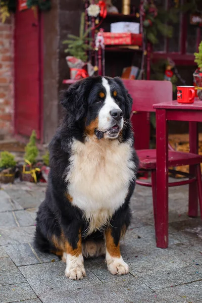 Bernese Mountain Dog Sitting Floor House Royalty Free Stock Images