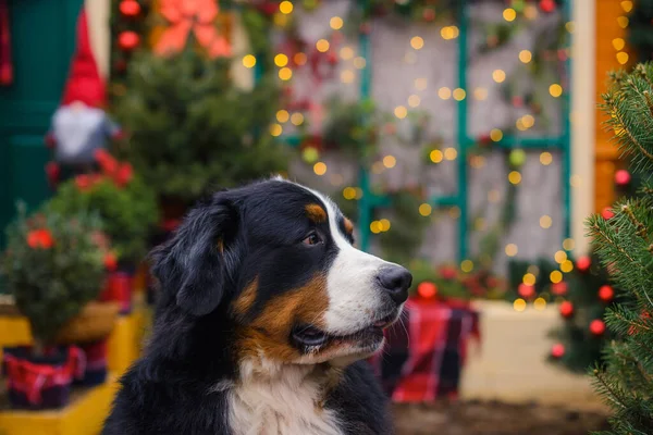 Portrét Bernského Horského Psa Pozadí Žluté Verandy Doma Stock Snímky