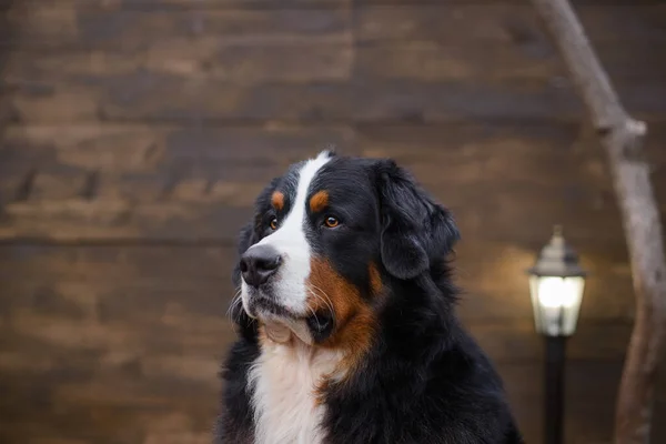 Portret Van Berner Mountain Dog Tegen Achtergrond Van Een Houten Rechtenvrije Stockafbeeldingen