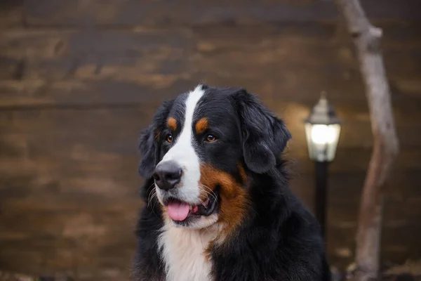在木制棕色墙壁背景下的贝奈斯山狗的肖像 图库图片