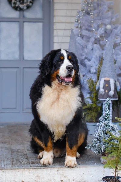 Portrét Bernského Horského Psa Pozadí Modrobílé Verandy Dřevěného Domu Stock Fotografie