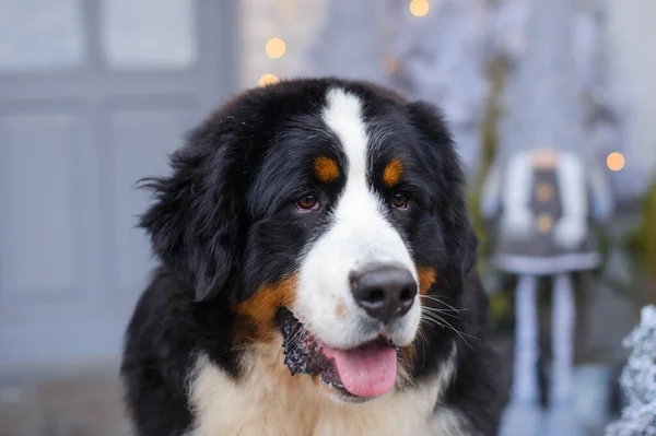 Portrét Bernského Horského Psa Pozadí Modrobílé Verandy Dřevěného Domu Royalty Free Stock Obrázky