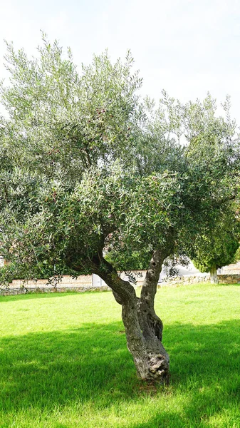 Olive Tree Garden Altafulla Catalonia Spain Europe — Stock Photo, Image