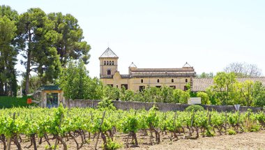 Peneds, Vilafranca del Peneds, Barcelona, Katalunya, İspanya, Avrupa 'daki üzüm bağları