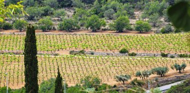 Peneds, Vilafranca del Peneds, Barcelona, Katalunya, İspanya, Avrupa 'daki üzüm bağları