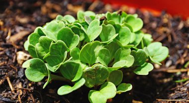 Fesleğen tencerede filizleniyor.