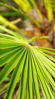El vendrell, Tarragona, Catalunya, İspanya ve Avrupa bahçesinde palmiye yaprakları