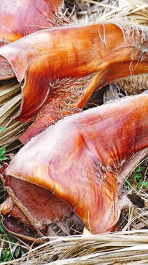 El Vendrell, Tarragona, Catalunya, İspanya ve Avrupa 'da terk edilmiş palmiye dalları.