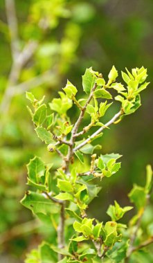 Quercus, El Vendrell, Tarragona, Katalunya, İspanya ve Avrupa 'da bir tarlada çalılık.