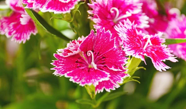 塔拉戈纳省 加泰罗尼亚省 西班牙 欧洲的植物和花卉 — 图库照片