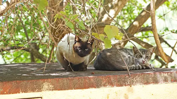 타라고나 카탈루냐 스페인 유럽의 지방에서 경계하고 위치에 고양이 — 스톡 사진