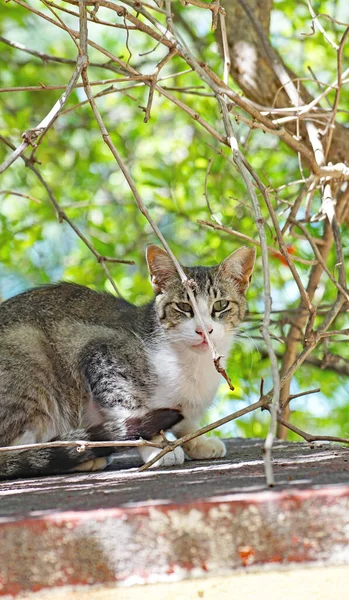 カタルーニャ カタルーニャ スペイン ヨーロッパの州で警戒している猫 — ストック写真