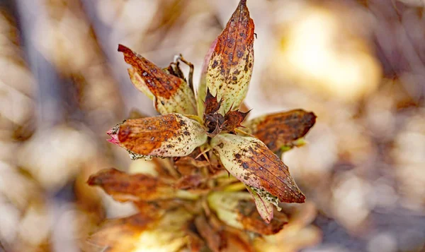 타라고나 카탈로니아 스페인 유럽의 지방의 부족으로 건조한 잎이있는 — 스톡 사진