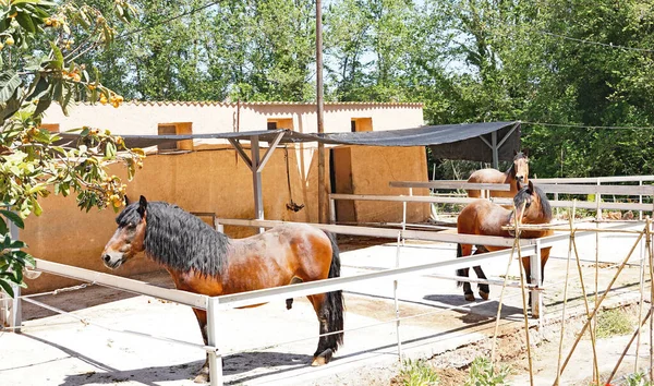 Llorens Del Penedes Tarragona Katalunya Spanya Avrupa Bir Çiftlikteki Atlar — Stok fotoğraf