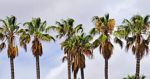 Palm Trees Sky Vendrell Tarragona Catalunya Spain Europe — Stock Photo, Image