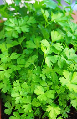 El Vendrell, Tarragona, Catalunya, İspanya, Avrupa 'da bir tencere maydanoz.