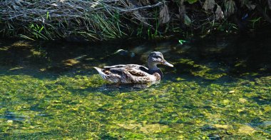 Kanalda ördekler ya da El Vendrell 'de Riera de la Bisbal, Tarragona, Katalunya, İspanya, Avrupa