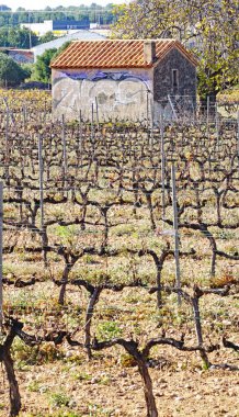 Penedes bölgesindeki Vendrell 'deki üzüm bağları, Tarragona, Katalunya, İspanya, Avrupa