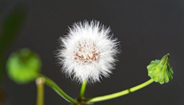 Barselona, Katalunya, İspanya, Avrupa 'da bir bahçede küçük melekler ya da karahindibalar 