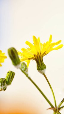 Barselona, Katalunya, İspanya ve Avrupa 'daki bazı bahçelerde yeşil yaprakların arka planı üzerine Daisy