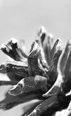 Montseny, Barcelona, Catalunya, İspanya ve Avrupa 'da bir golf sahasında ananas.