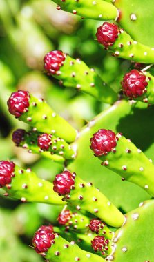 El Vendrell, Tarragona, Katalonya, İspanya, Avrupa 'da bir tarlada kaktüs çiçeği