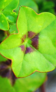 Katalunya, İspanya ve Avrupa 'da çeşitli renklerde çiçekler