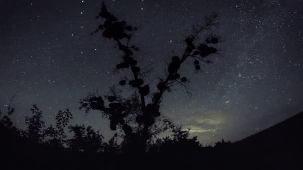 Pohádkový Strom Pozadí Krásné Hvězdnaté Oblohy Ukrajina — Stock video