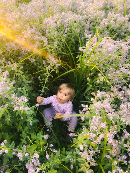 Dziewczynka Polu Kwiatach Dzikiej Mięty Roczne Dziecko Wiosce — Zdjęcie stockowe