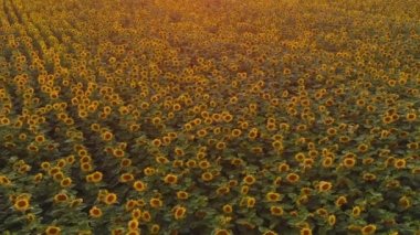 Gün batımında güzel sarı ayçiçeği tarlası. Hasat et.