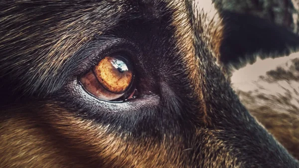 Dogs eyes, shepherd dog eyes.
