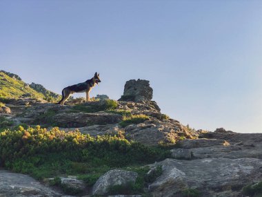 Kayalık Vuhaty Dağı 'nda çoban köpeği. Köpekle dağlarda yürüyüş. Chornohora, Ukrayna.
