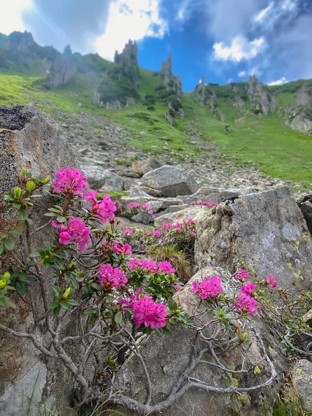 カルパチア山脈の岩の上にピンクのシャクナゲの美しい茂み シュピツィー山 ウクライナ — ストック写真