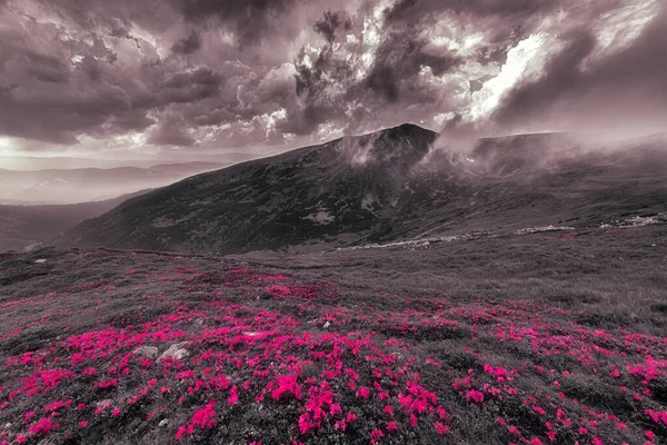 Prado Montanha Com Flores Rosadascontra Monte Brebeneskul 035 Rododendro Florescendo — Fotografia de Stock