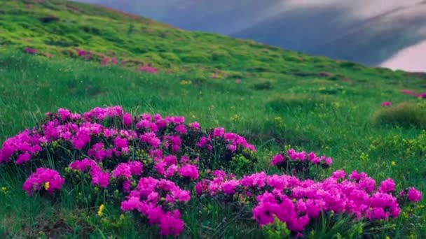 Wild Flowers Fog Mount Pop Ivan 2020M Third Highest Peak — Stock Video