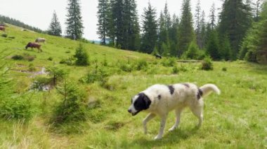 Carpathian dağlarında büyük bir çoban köpeği. Ukrayna