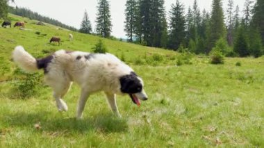 Carpathian dağlarında büyük bir çoban köpeği. Ukrayna