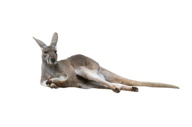 kangaroo isolated on white background clipart