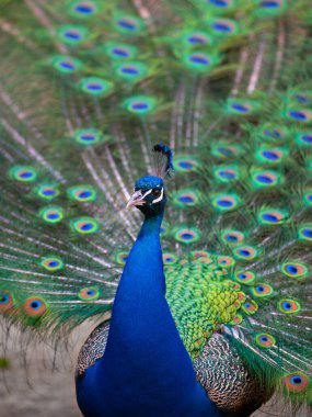 Mavi tavus kuşu portresi yayılmış kuyruklu