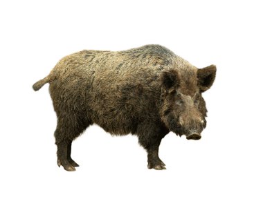 Beyaz arka planda yaban domuzu