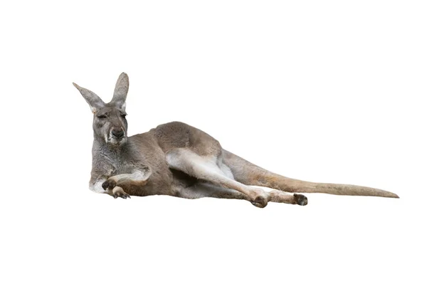 Kangoeroe Geïsoleerd Witte Achtergrond — Stockfoto