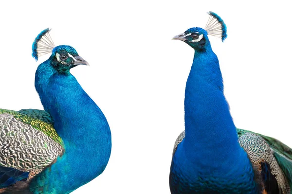 Twee Blauwe Pauw Portret Geïsoleerd Witte Achtergrond — Stockfoto