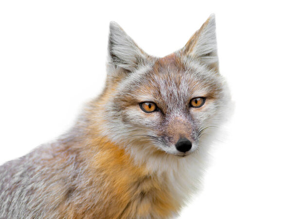 Portrait corsac fox isolated on white background
