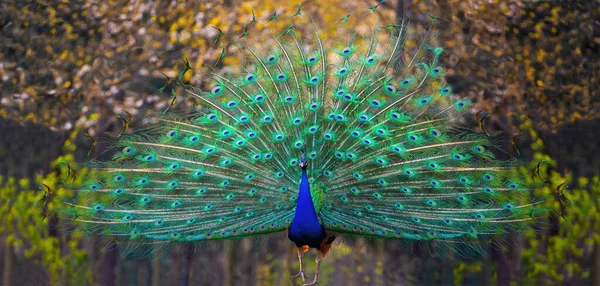 Walking Blue Peacock Loose Tail Background Park — Stock Photo, Image
